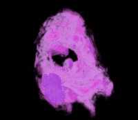 Select a speed below to start this animation (uses Java script)